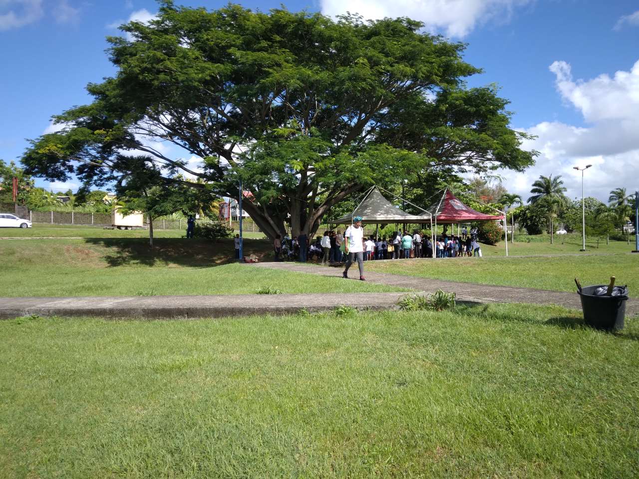 ombre arbre fraîcheur