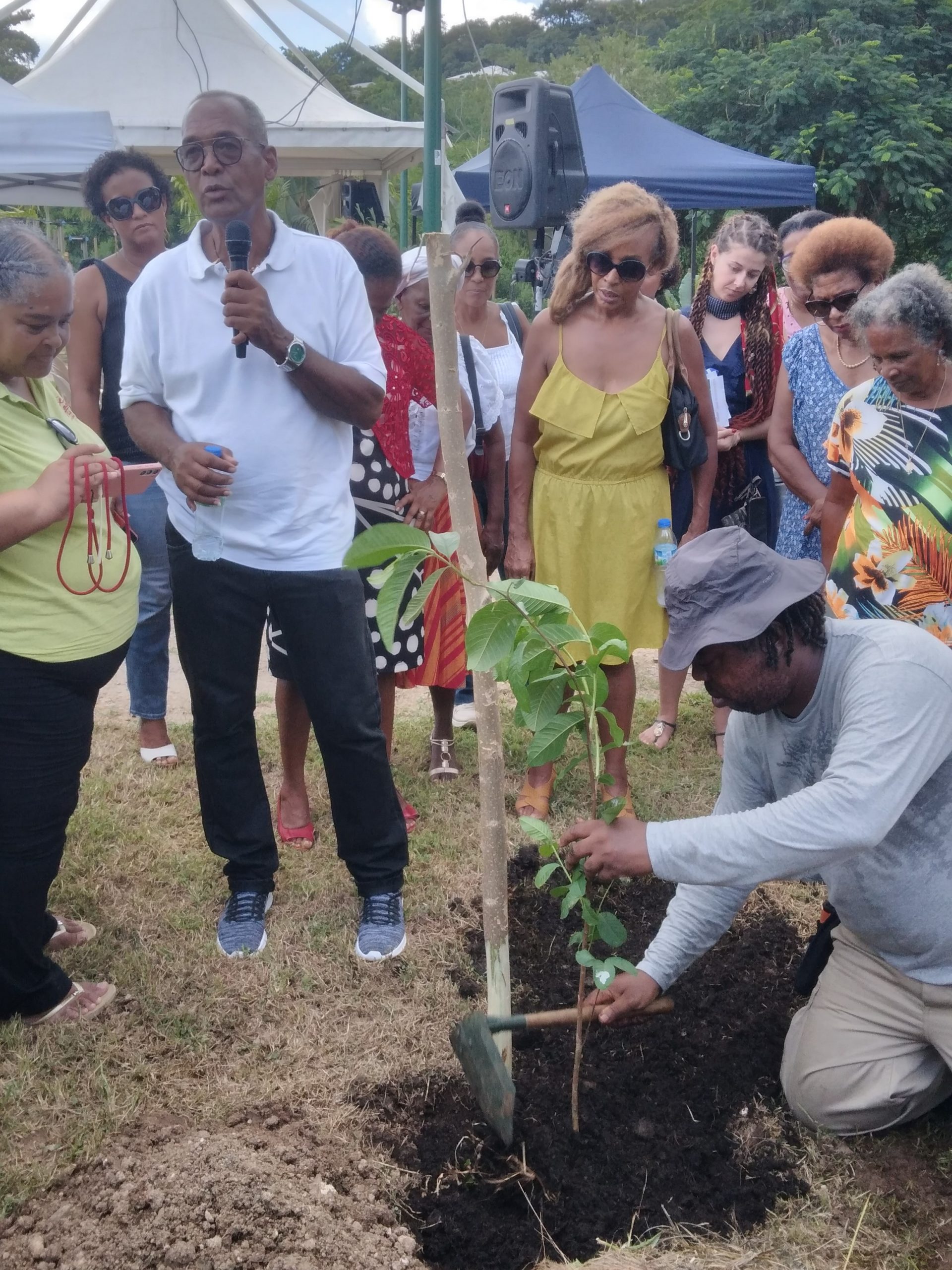 plantation symbolique d'un goyavier