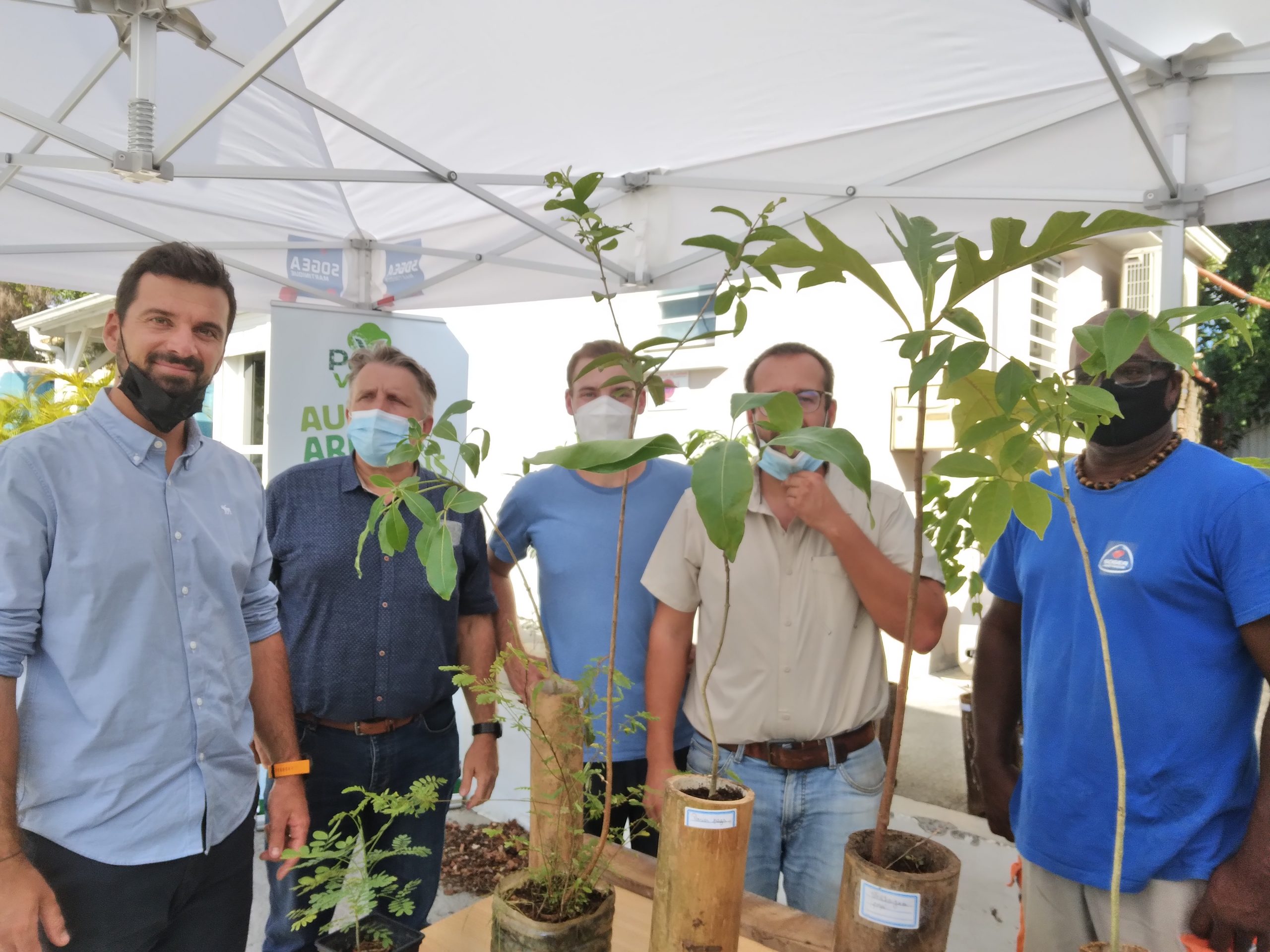 don d'arbres aux salaries Martinique