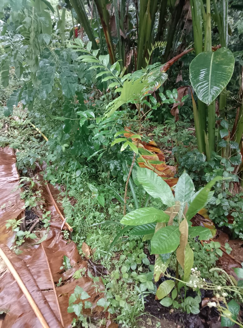 lignes de plantation agriculture syntropique