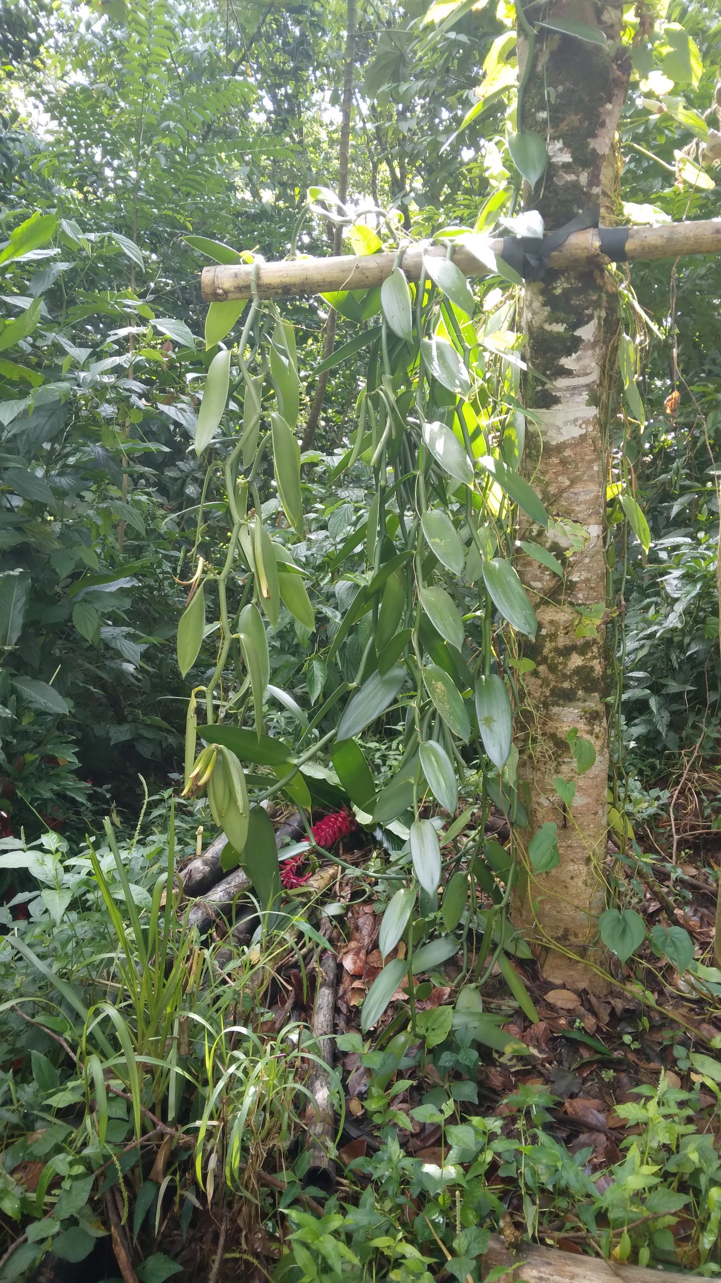 vanille agroforesterie