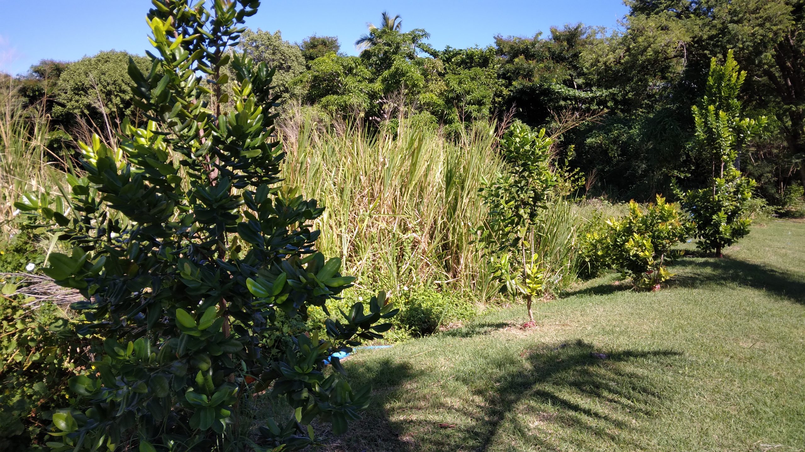 plantation de bois d'inde neogreen