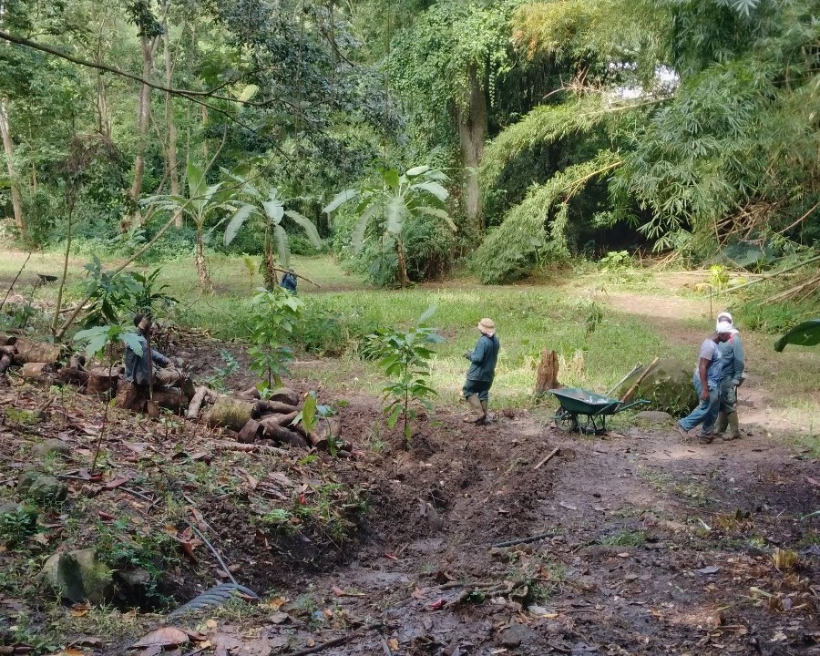 Le chantier d'insertion est en train de planter les derniers cacaoyers